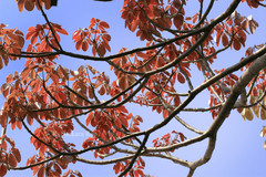 Pseudobombax ellipticum